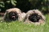 PEKINOIS 160